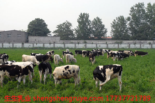 1493713099127068.jpg 奶牛放牧區(qū).jpg