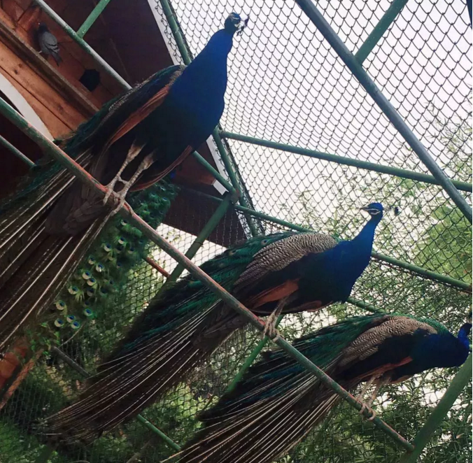 1536637454619360.png blob.png